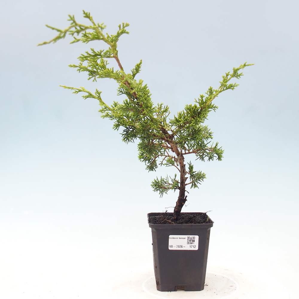Outdoor bonsai - Juniperus chinensis Itoigawa