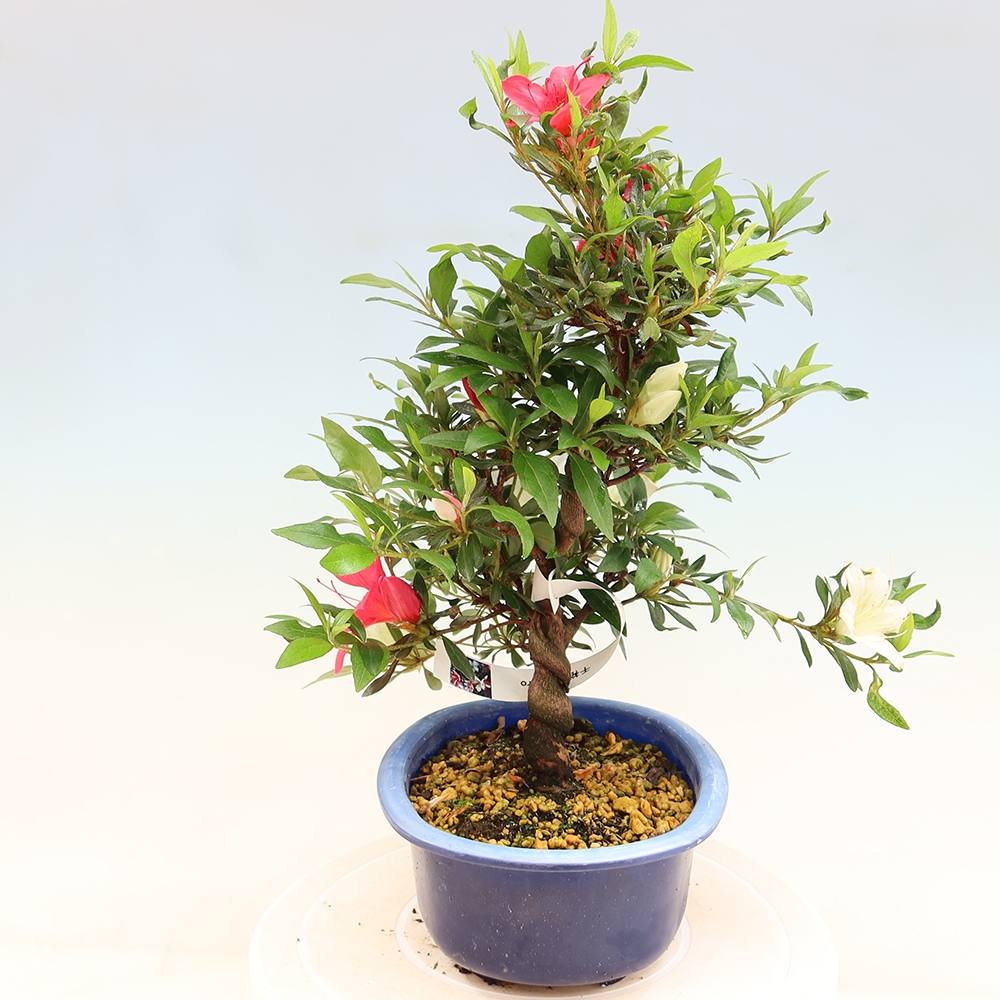 Bonsai zewnętrzne - Azalia japońska - Azalia CHIHIRO