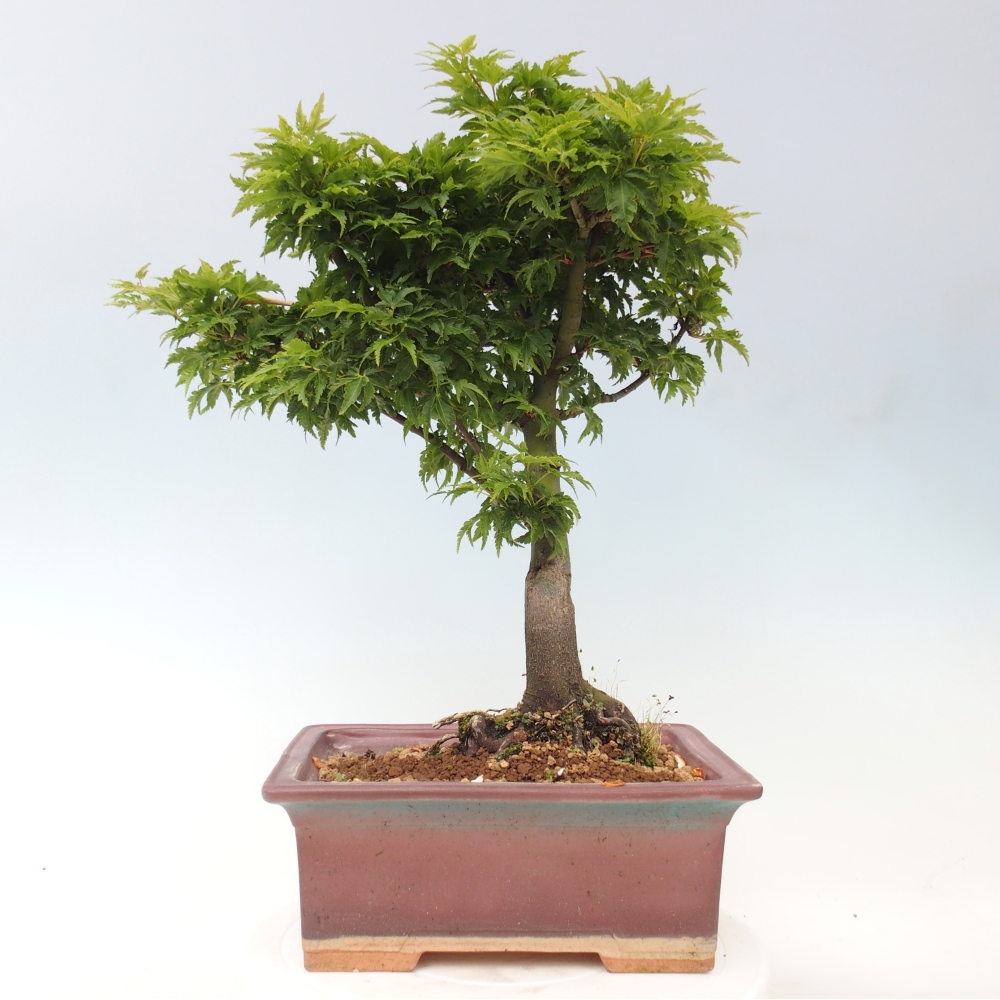 Outdoor bonsai - palma jaworowa Acer palmatum Shishigashira