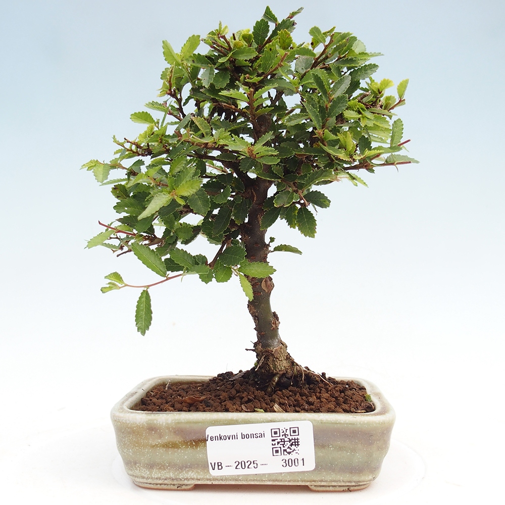 Bonsai zewnętrzne - Ulmus parvifolia Sagei - Wiąz drobnolistny