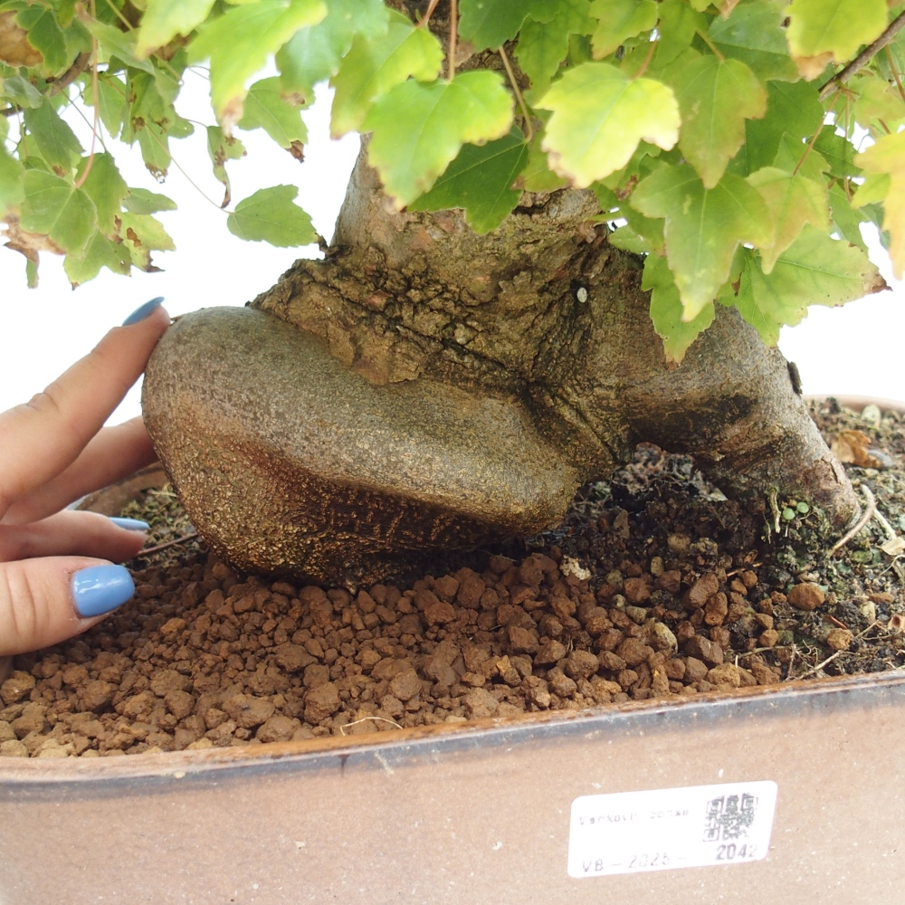 Outdoor bonsai - Maple Buergerianum - Burger Maple