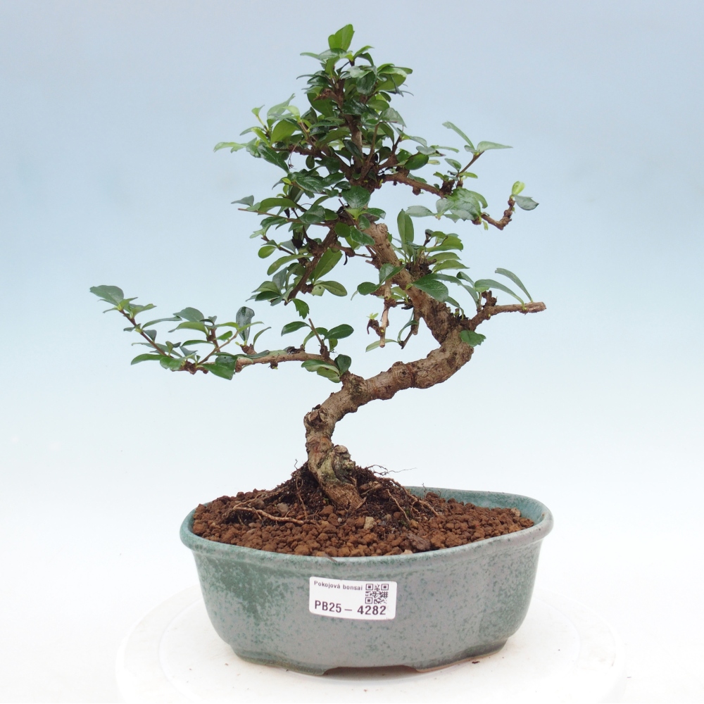 Bonsai pokojowe - Carmona macrophylla - Tea fuki
