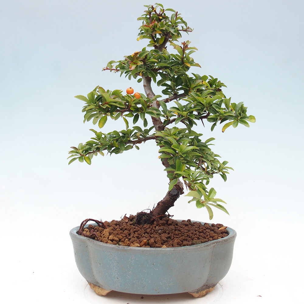 Outdoor bonsai-Pyracantha Teton -Hlox