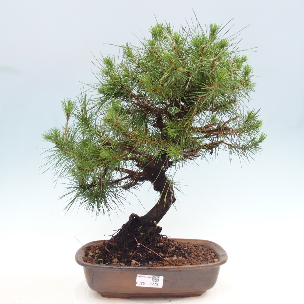 Pokój bonsai - Pinus halepensis - Sosna z Aleppo