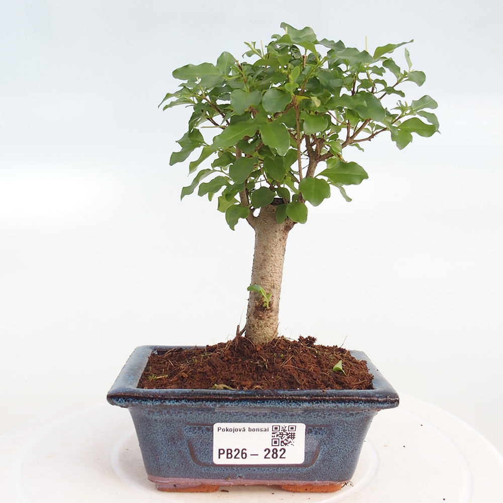 Pokój bonsai - Ligustrum chinensis - Dziób ptaka
