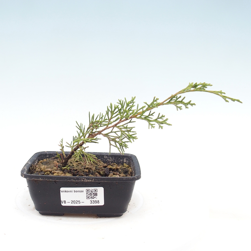 Outdoor bonsai - Juniperus chinensis Itoigawa - Jałowiec chiński