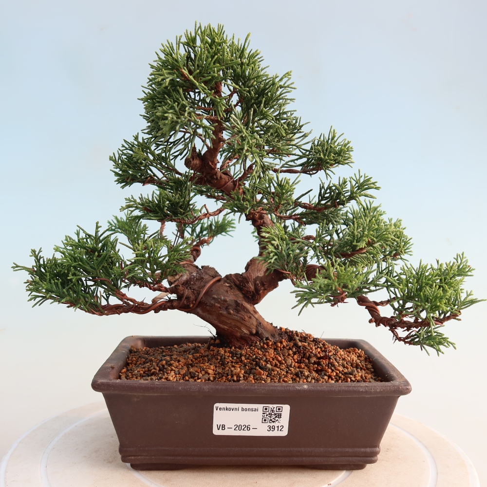 Outdoor bonsai - Juniperus chinensis Itoigawa - Jałowiec chiński