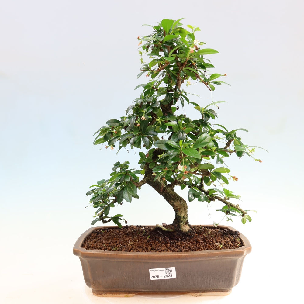 Bonsai pokojowe - Carmona macrophylla - Tea fuki