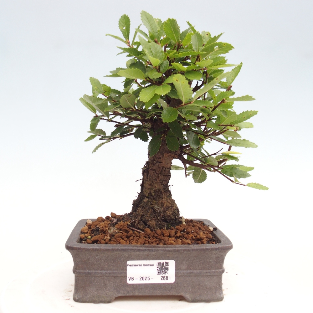 Outdoor bonsai - Zelkova - Zelkova NIRE