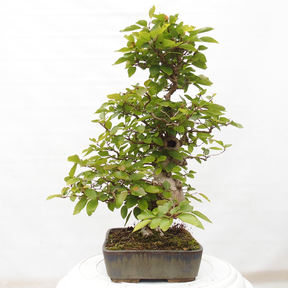 Bonsai zewnętrzne -Carpinus CARPINOIDES - grab koreański