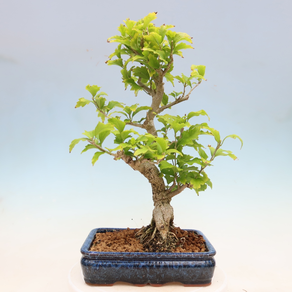 Bonsai ogrodowe – Hibiscus syriacus – hibiskus syryjski