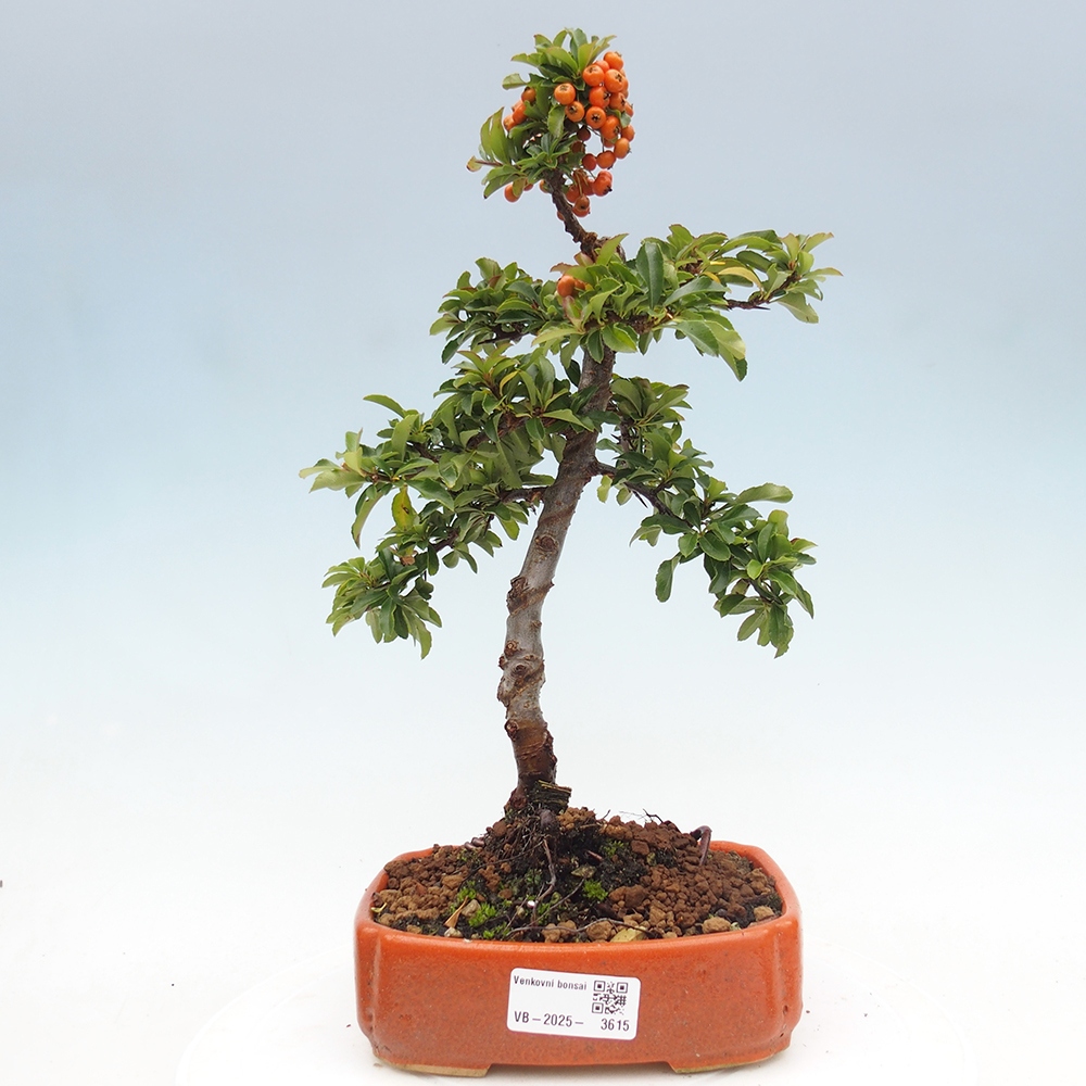 Outdoor bonsai-Pyracantha Teton -Hlox