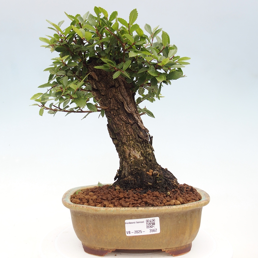 Bonsai zewnętrzne - Zelkova - Zelkova NIRE