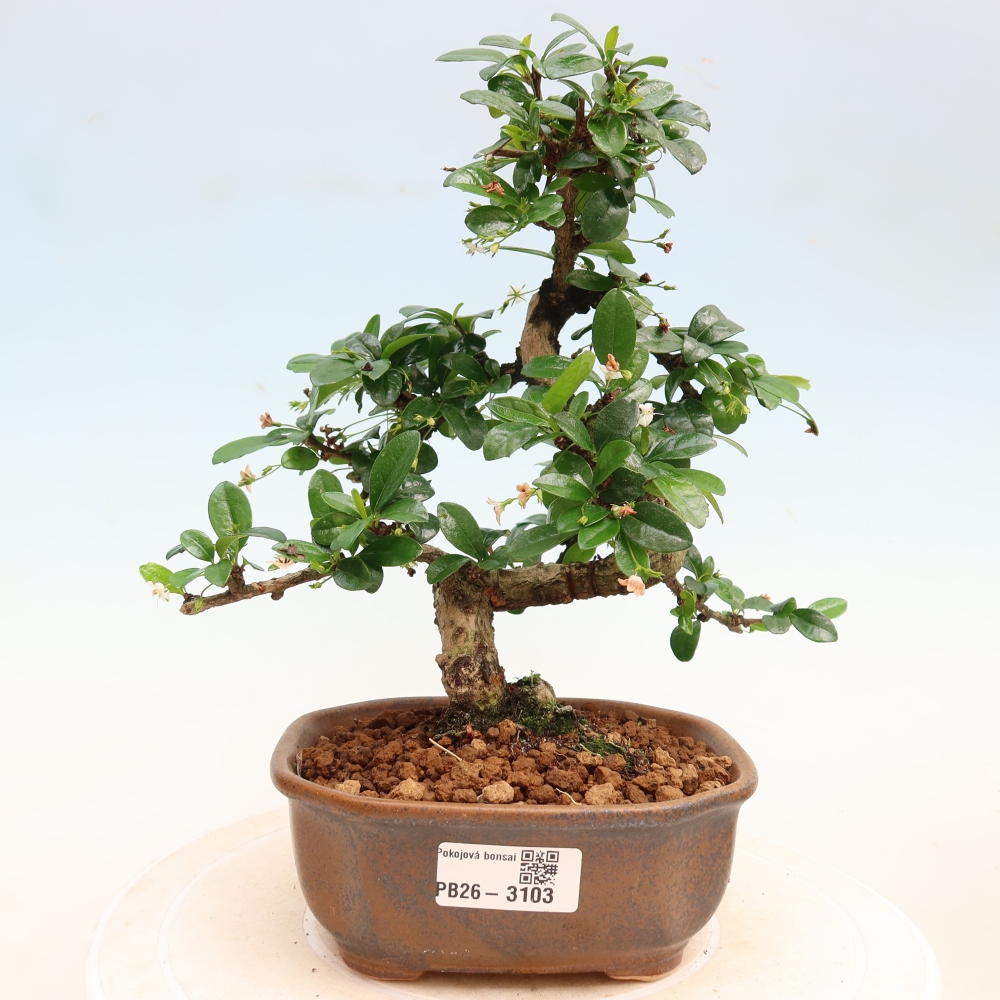 Bonsai pokojowe - Carmona macrophylla - Tea fuki