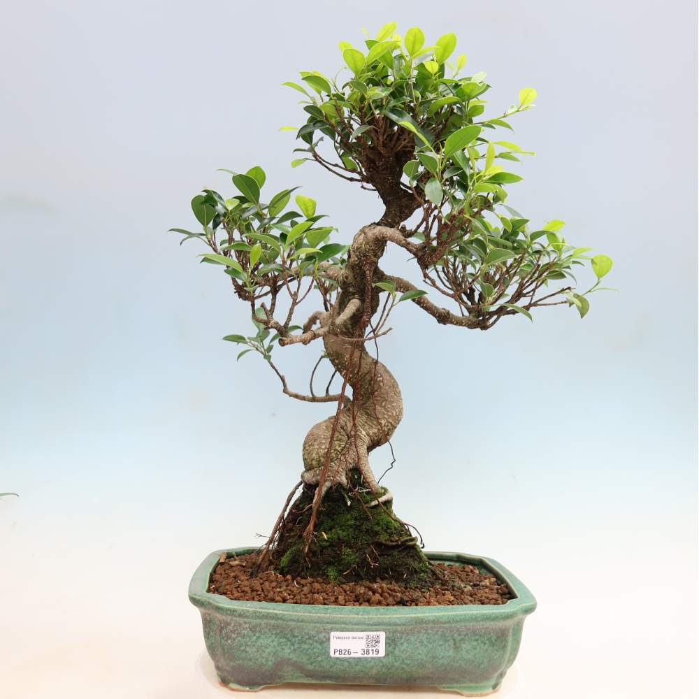 Pokój bonsai - Ficus kimmen - figowiec drobnolistny