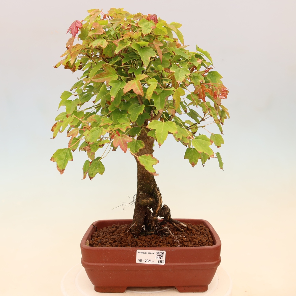 Outdoor bonsai - Klon burgeryjski - Acer burgerianum