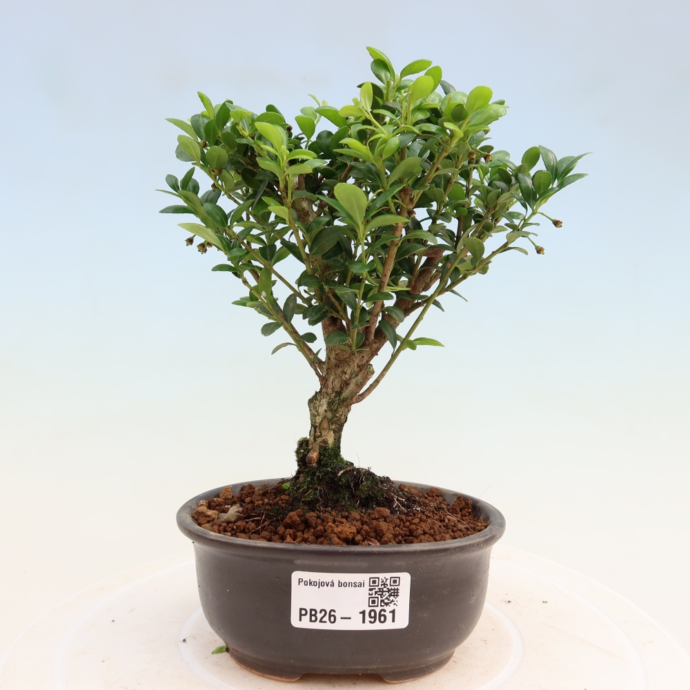 Pokój bonsai - Ilex crenata - Ostrokrzew