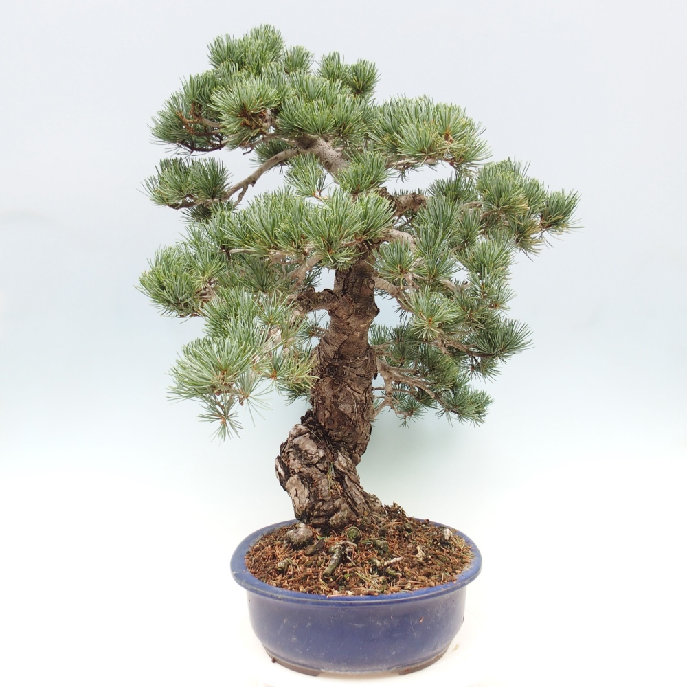 Outdoor bonsai - Pinus parviflora - Mała sosna
