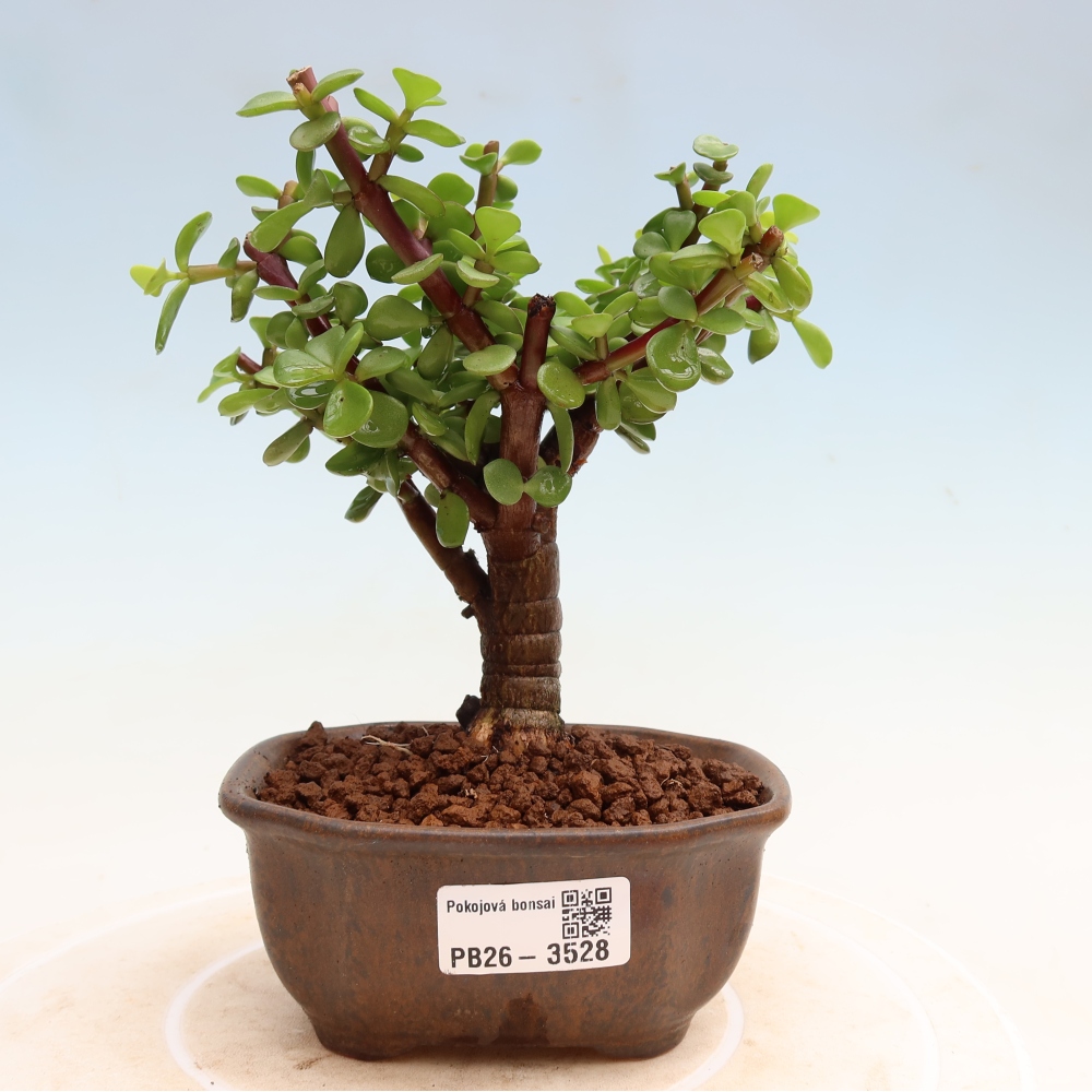 Pokój bonsai - Portulakaria Afra - Tlustice