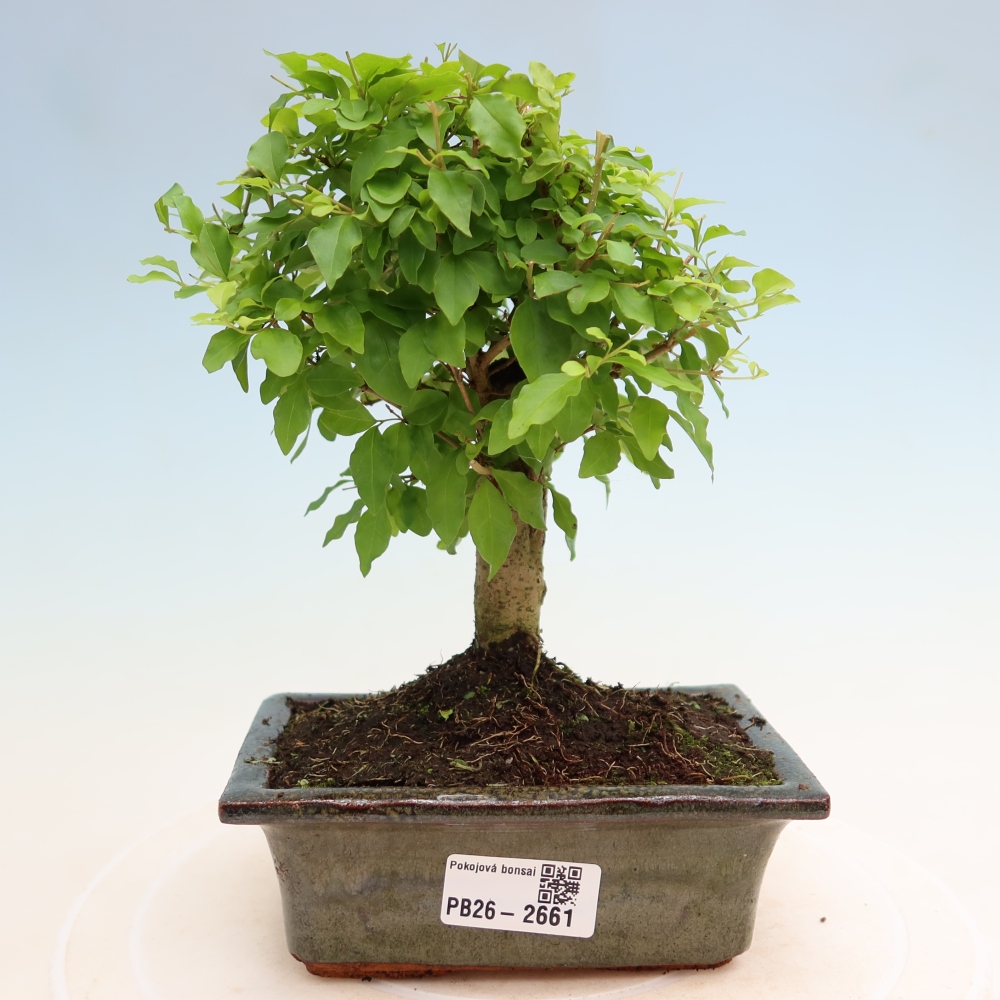 Pokój bonsai - Ligustrum chinensis - Dziób ptaka