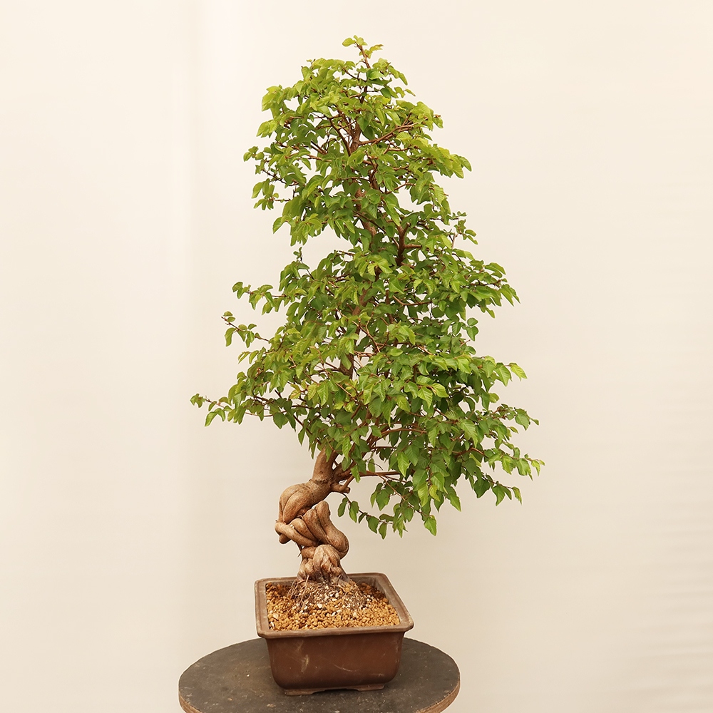 Bonsai plenerowe - Carpinus Coreana - grab koreański