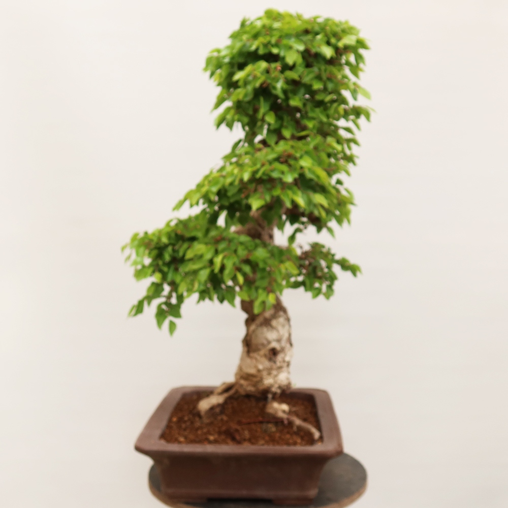 Bonsai plenerowe - Carpinus Coreana - grab koreański