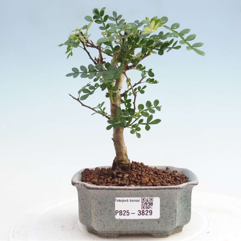 Pokój bonsai - Zantoxylum piperitum - Drzewo pieprzowe PB220935