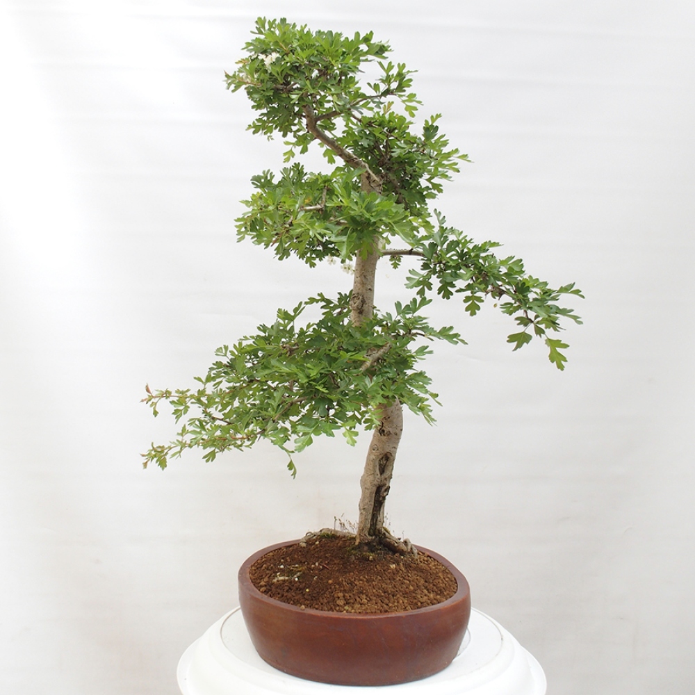 Bonsai zewnętrzne - Głóg - Crataegus monogyna