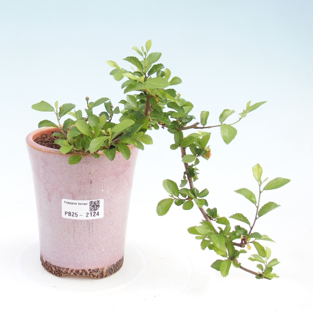 Kryty bonsai - Grewia occidentalis - Lawendowa gwiazda