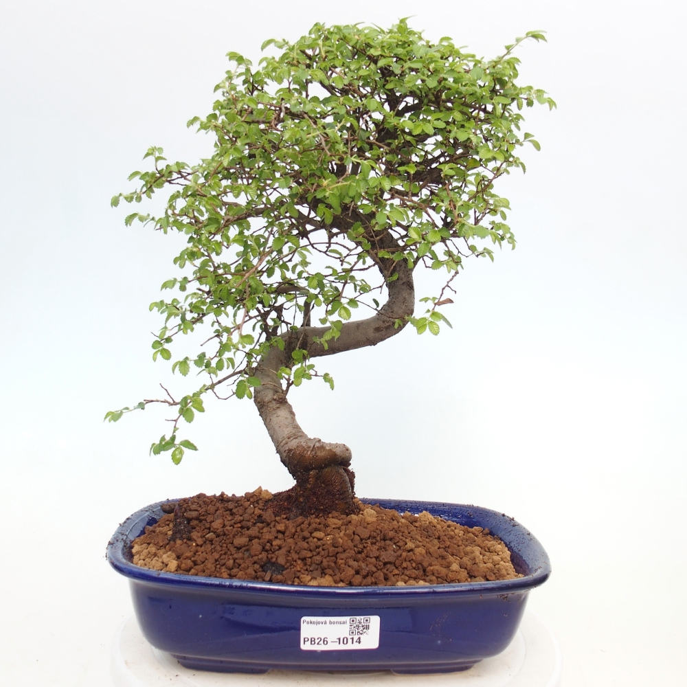 Pokój bonsai - Ulmus parvifolia - Wiąz drobnolistny
