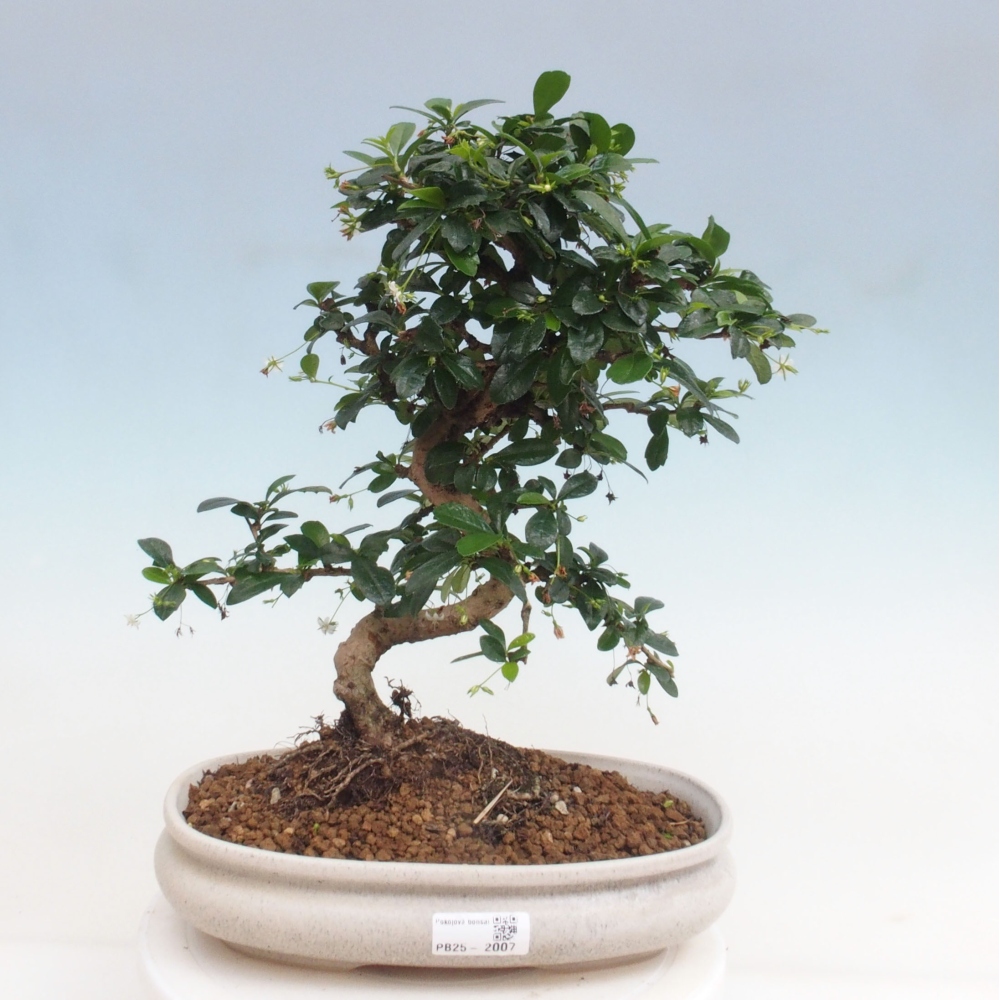 Pokój bonsai - Carmona macrophylla - Tea fuki