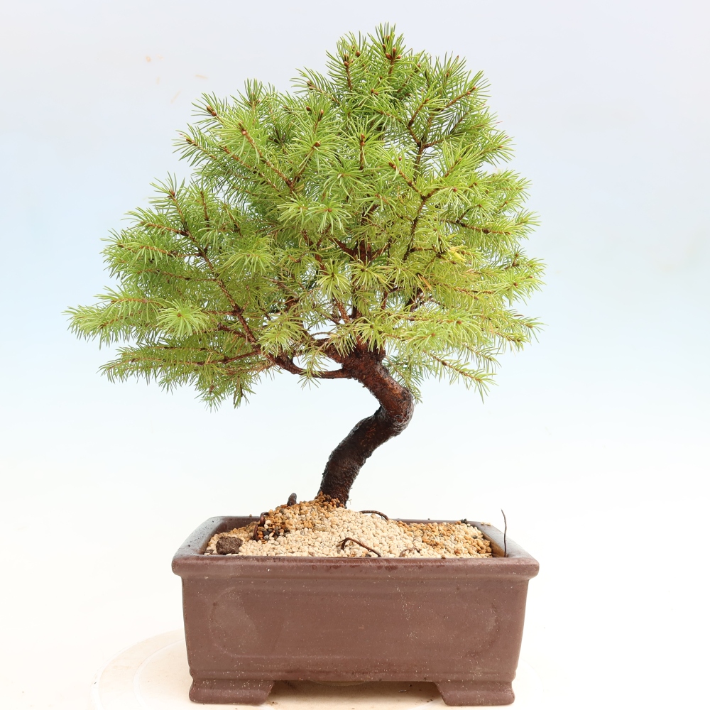 Bonsai ogrodowe – Świerk szary – Picea glauca globe