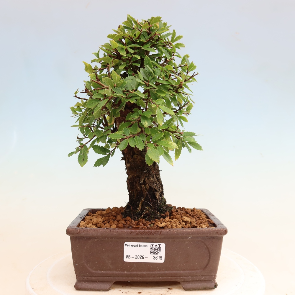 Bonsai zewnętrzne - Zelkova - Zelkova NIRE