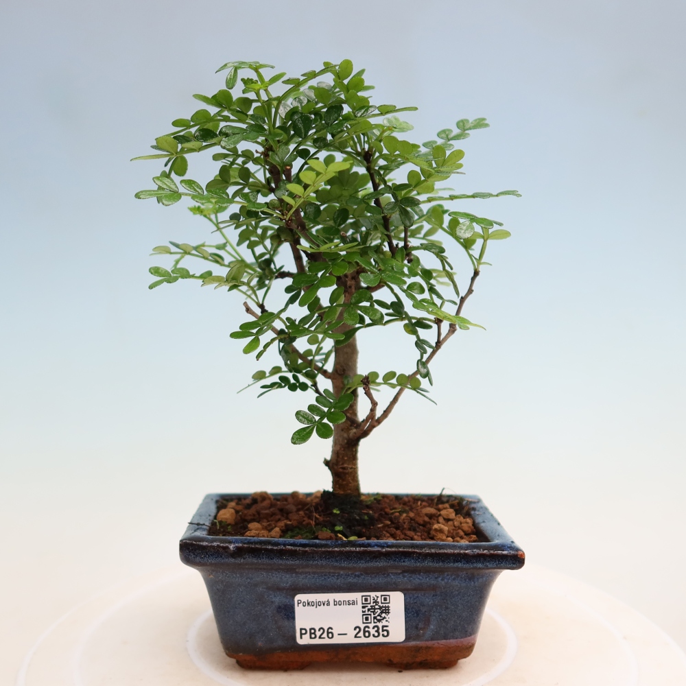 Pokój bonsai - Zantoxylum piperitum - drzewo pieprzowe