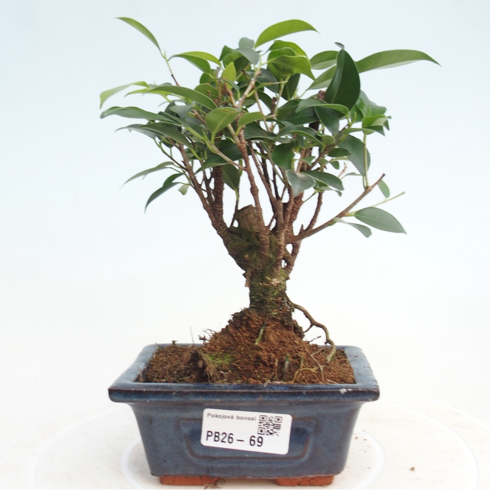 Pokój bonsai Ficus retusa kimmen