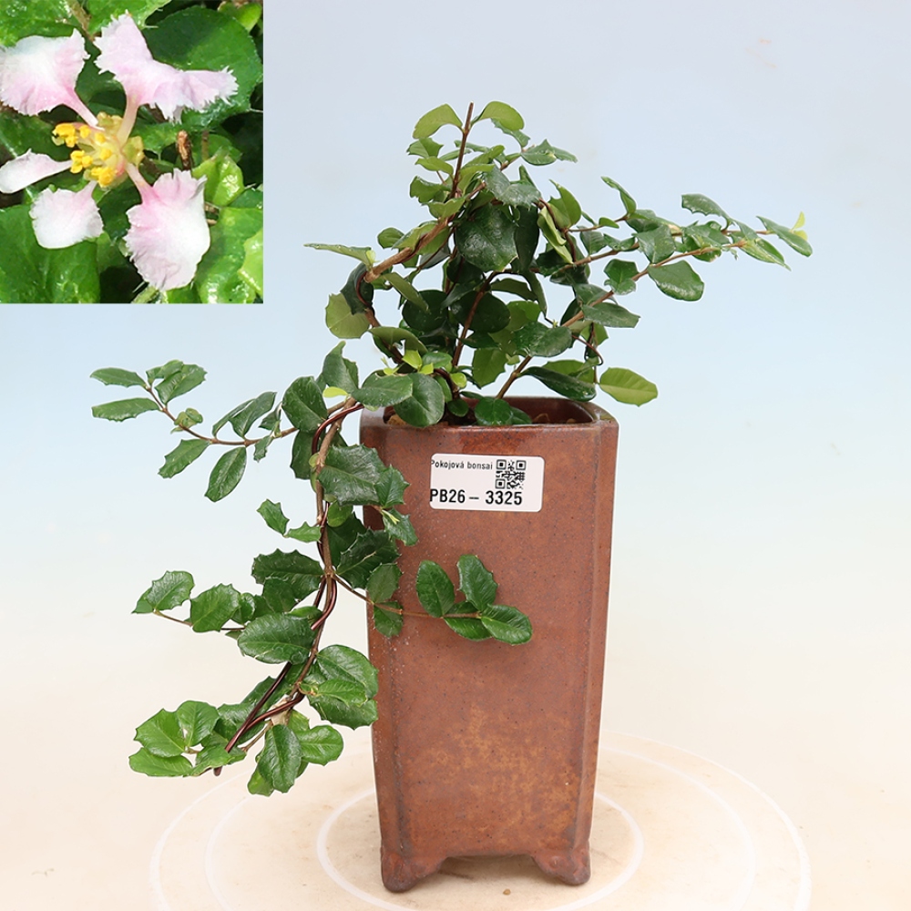 Bonsai pokojowe – Malpighia barbadoska – Malpighia coccigera
