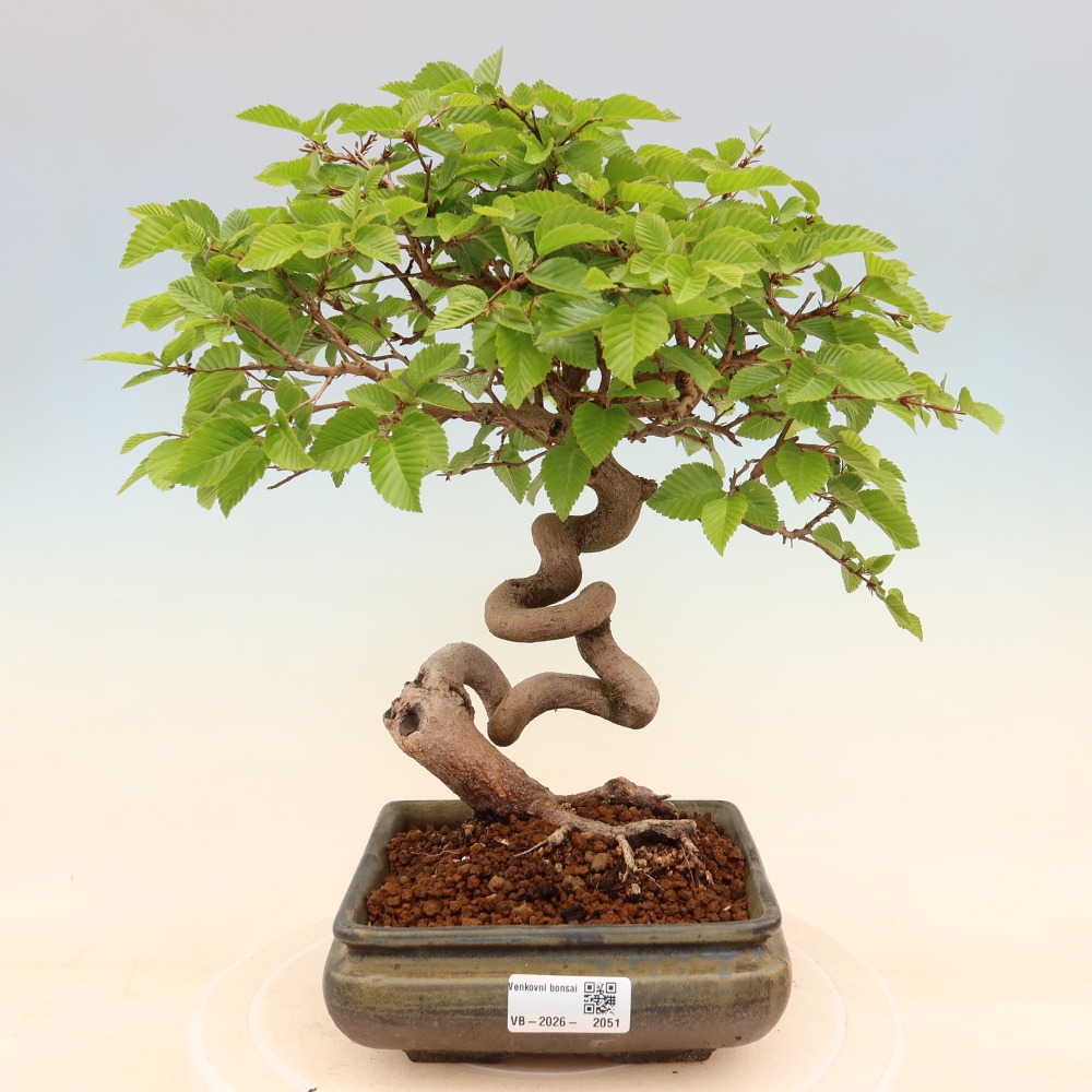 Outdoor bonsai - Carpinus coreana - grab koreański
