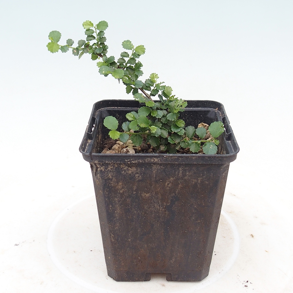 Room bonsai - Grewia sp. - Grewia drobnolistna w pojemniku