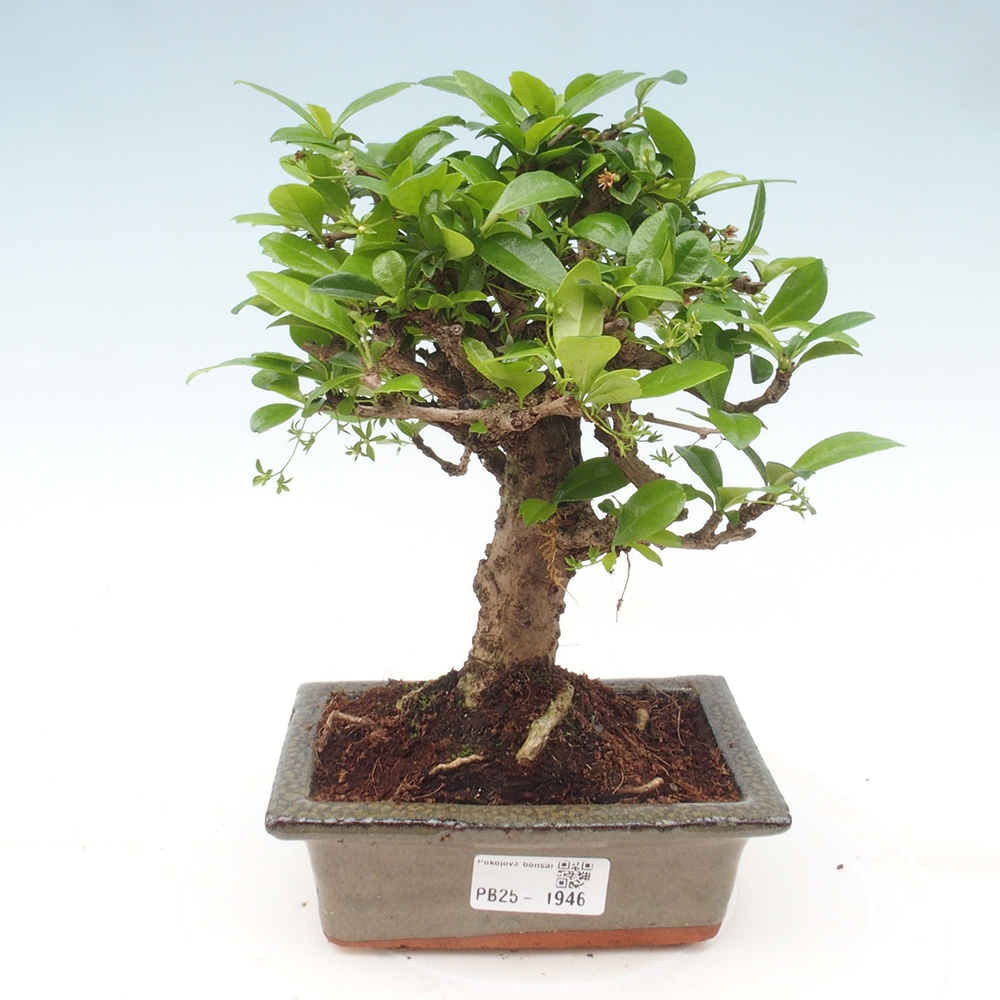 Bonsai wewnętrzne - Carmona makrophylla - Herbata Fuki