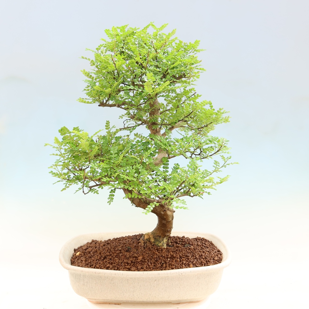 Pokój bonsai - Zantoxylum piperitum - drzewo pieprzowe