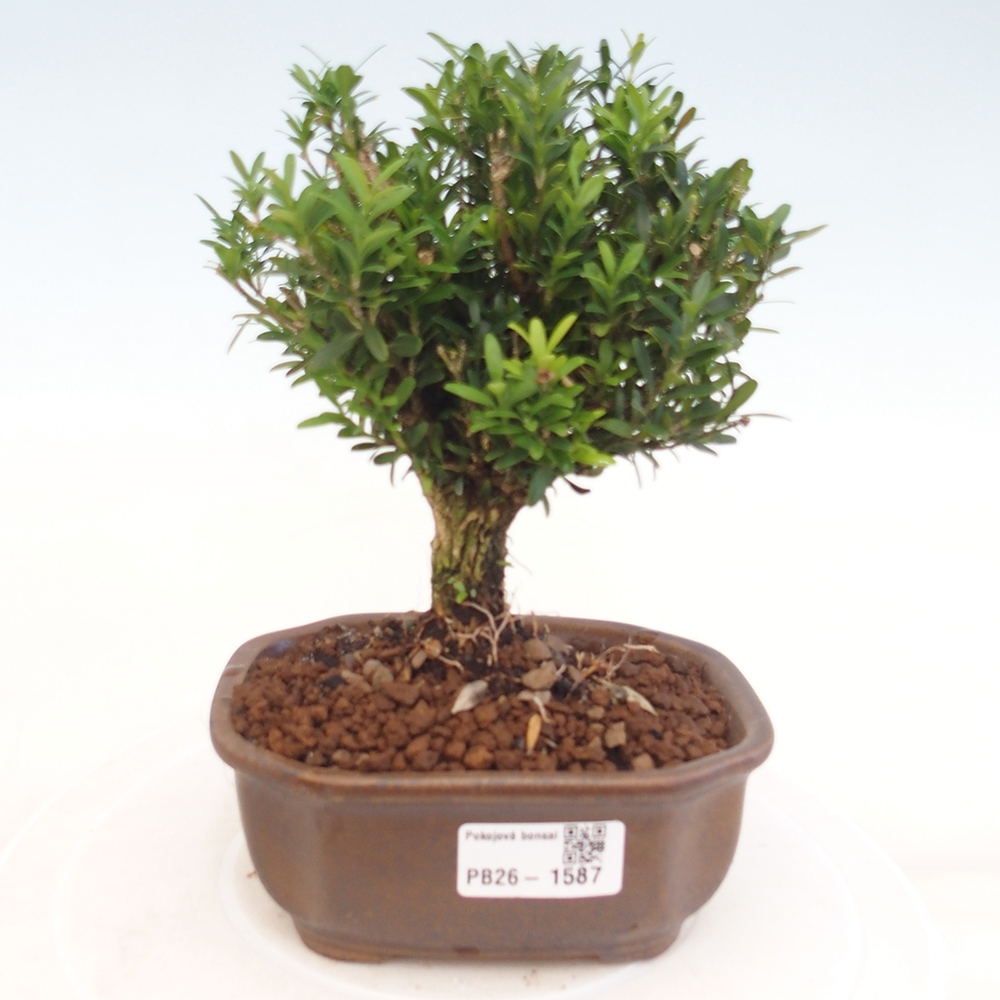 Pokój bonsai - Buxus harlandii - buxus korkowy