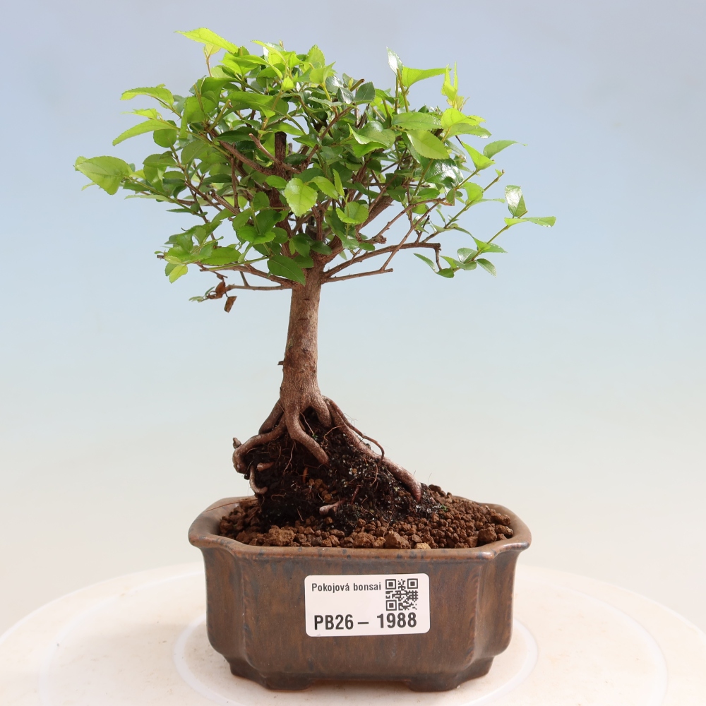 Bonsai pokojowe - Sageretia thea - Sageretia thea