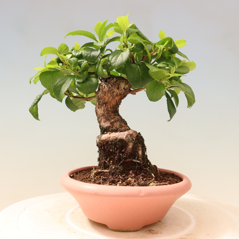 Bonsai zewnętrzne - Celastrus orbiculatus