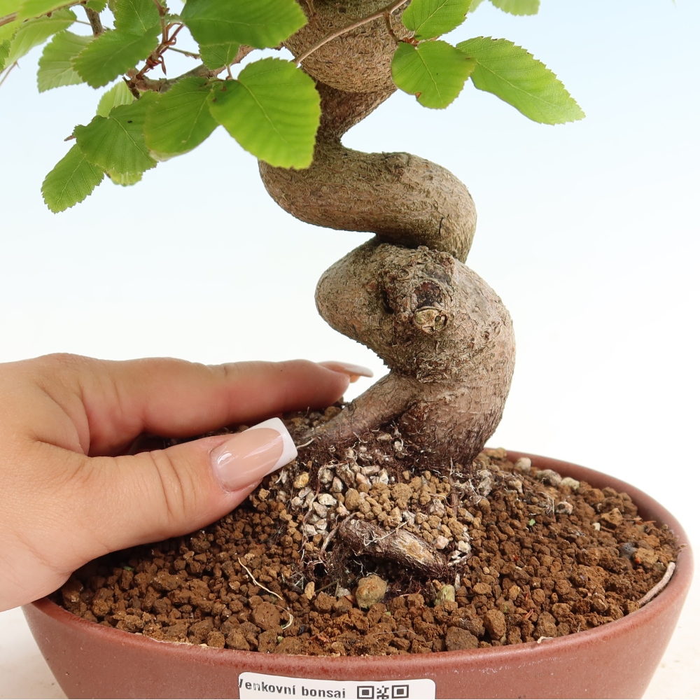 Outdoor bonsai - Carpinus coreana - grab koreański