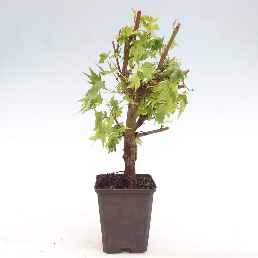 Bonsai zewnętrzne - Acer palmatum Dr Tilt w pojemniku