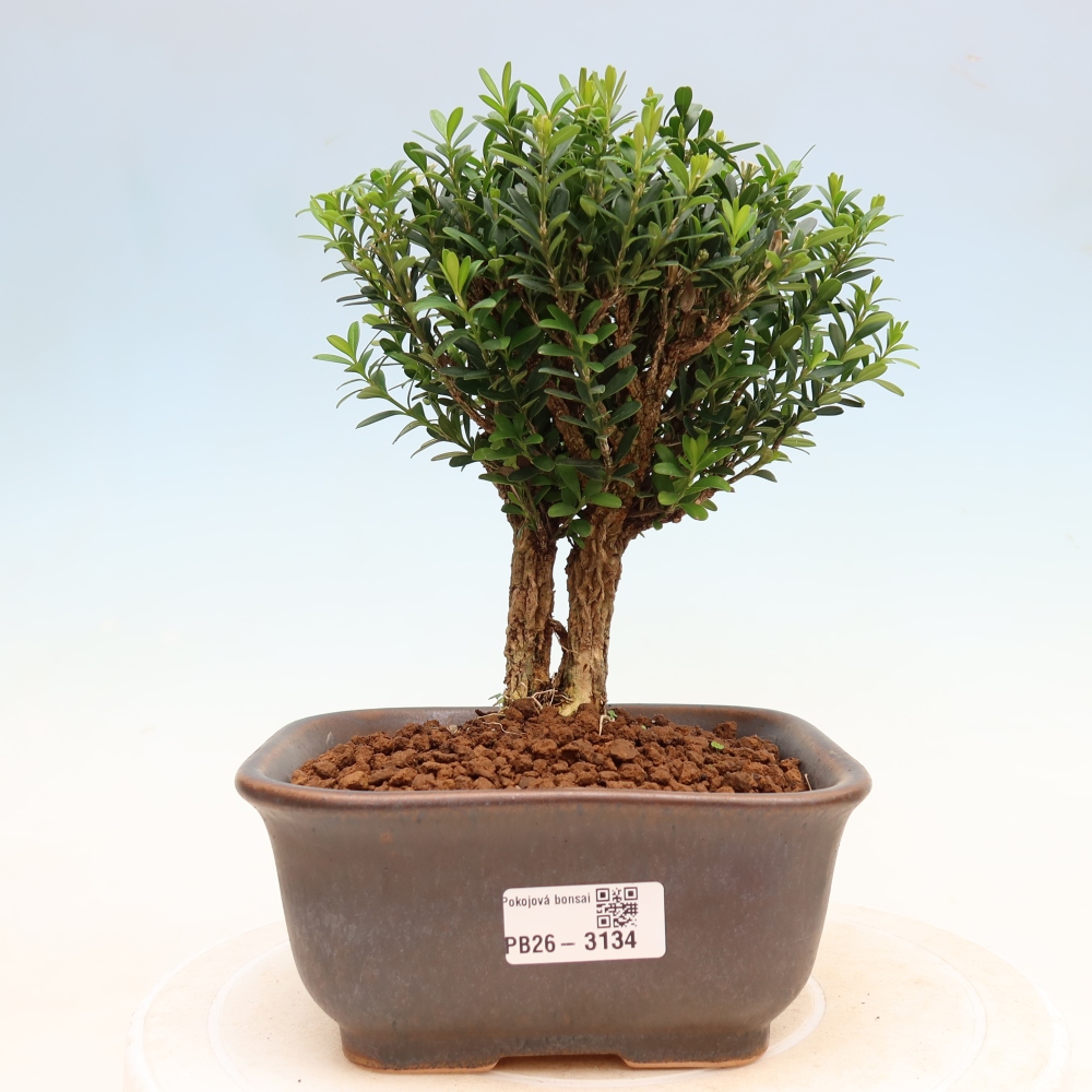 Pokój bonsai - Buxus harlandii - buxus korkowy