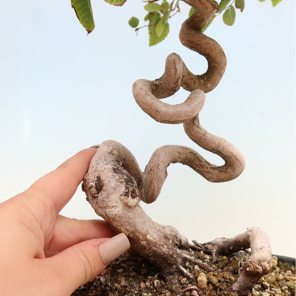 Outdoor bonsai - Carpinus CARPINOIDES - grab koreański