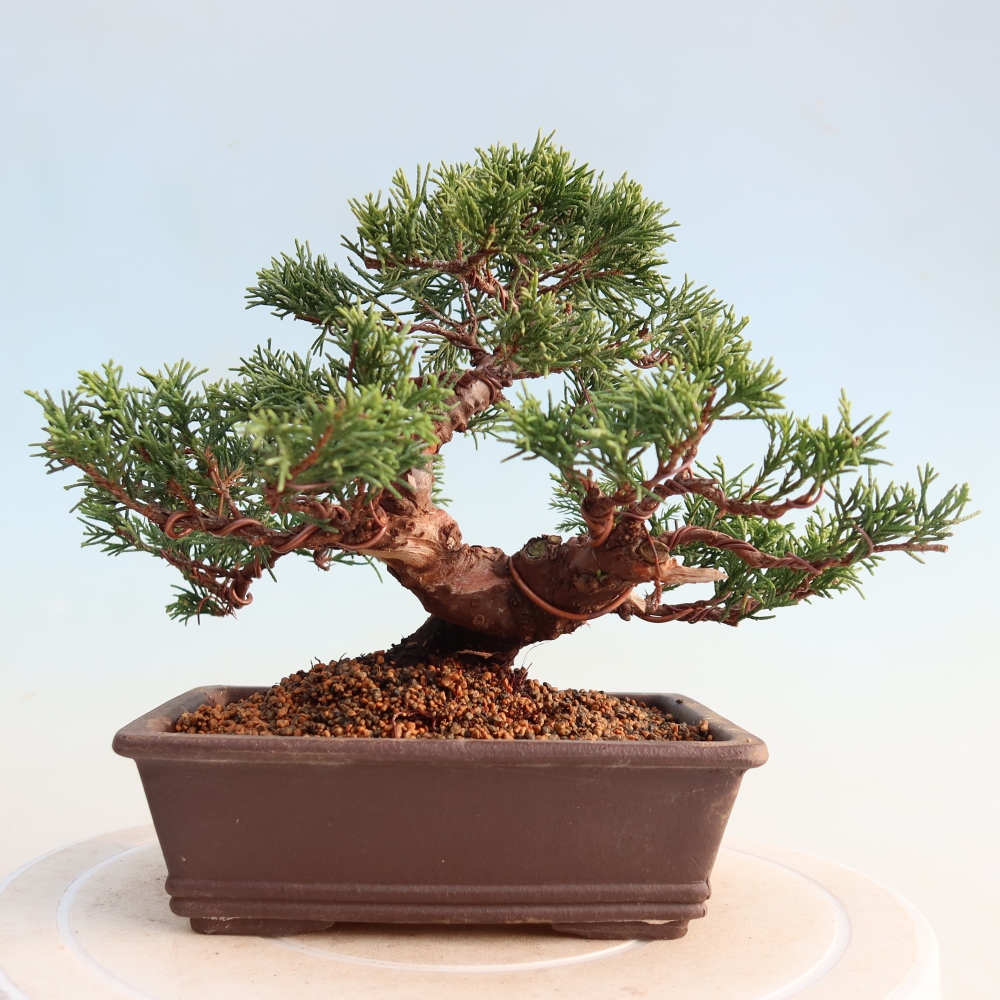 Outdoor bonsai - Juniperus chinensis Itoigawa - Jałowiec chiński