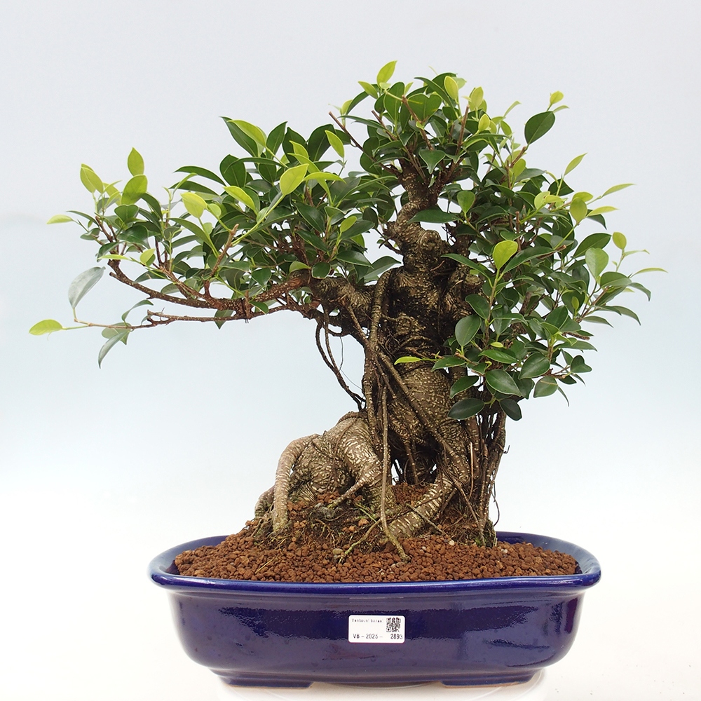 Bonsai pokojowe - Ficus kimmen - figowiec drobnolistny - WYŁĄCZNIE ODBIÓR OSOBISTY lub transport paletowy