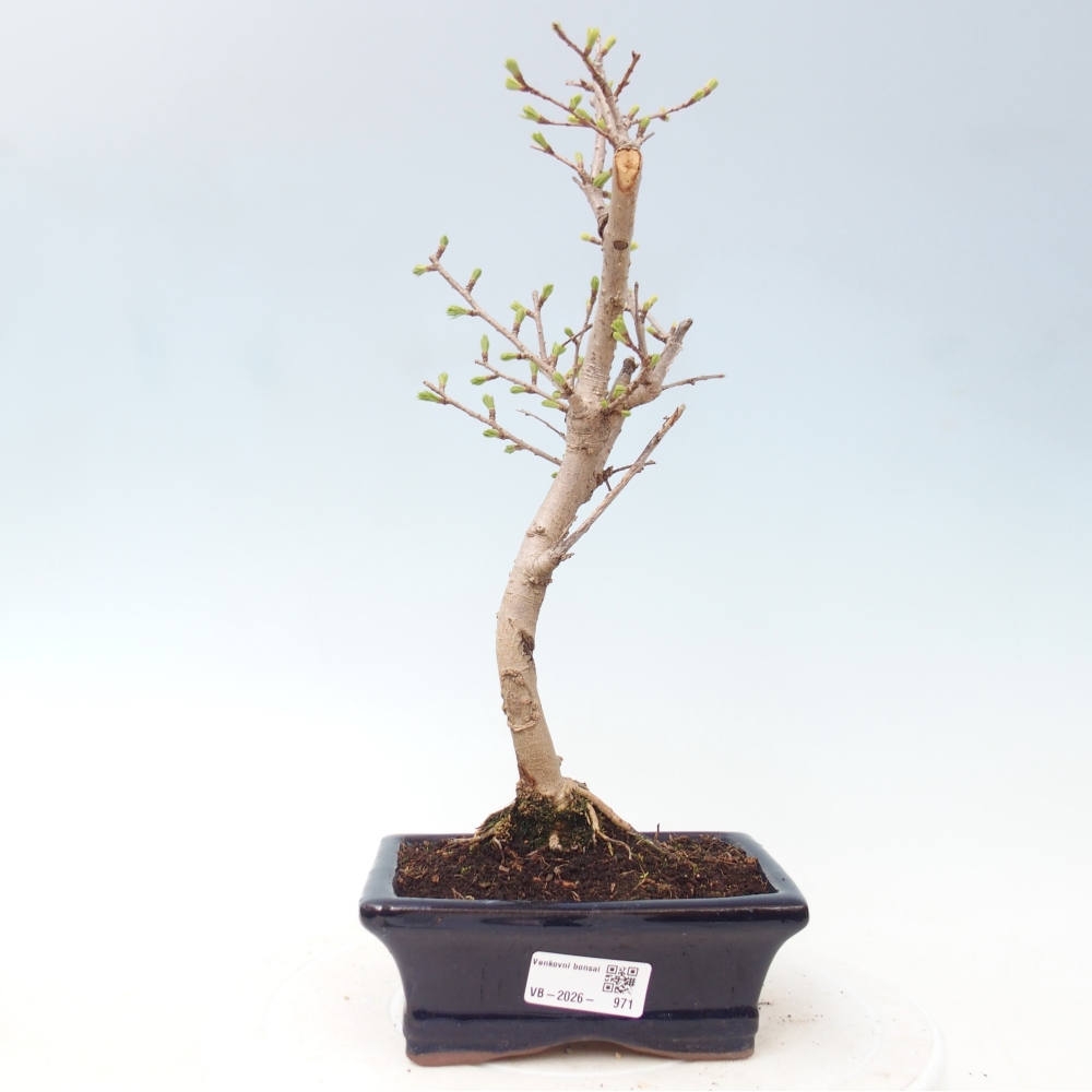 Bonsai zewnętrzne - Pseudolarix amabis-Pseudolarix amabis